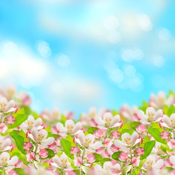 Apple blossoms over blurred blue sky background — Stock Photo, Image