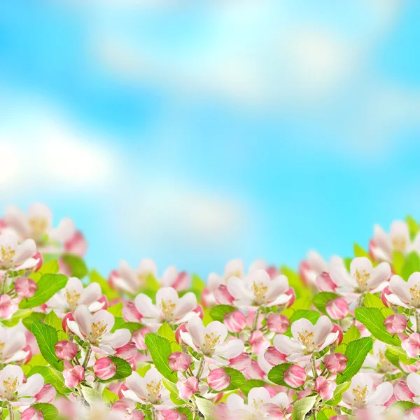 Apfelblüten über verschwommenem blauem Himmel — Stockfoto