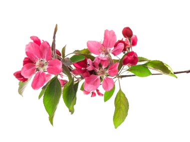 bahar çiçekleri kiraz ağacının üzerinde beyaz izole