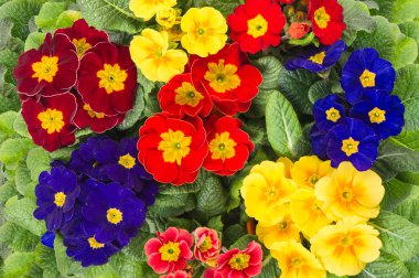 çiçek yatak renkli taze bahar primulas