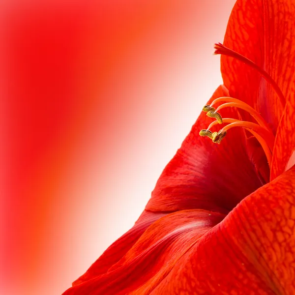 Cabeza de flor de amarilis rojo — Foto de Stock