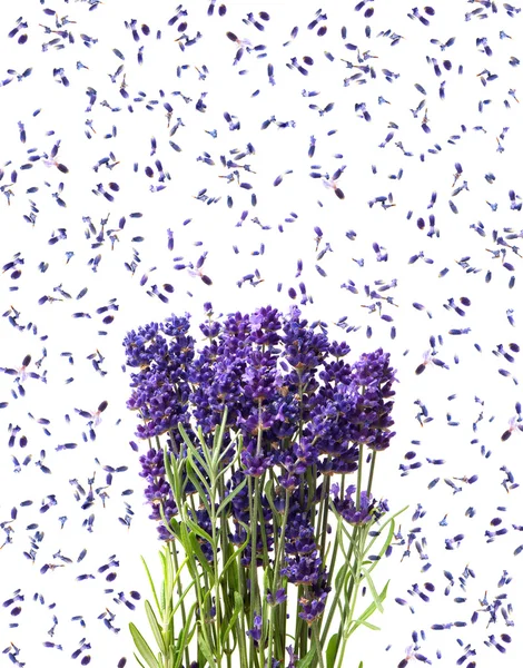 Flores frescas de lavanda aisladas en blanco — Foto de Stock