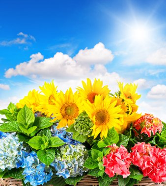 renkli ayçiçeği ve HORTENSIA çiçeği