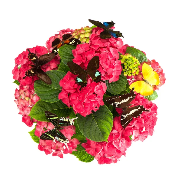 Hermosas flores de hortensia con mariposas de colores — Foto de Stock