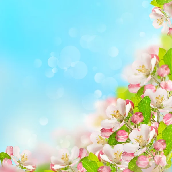 Apple blossoms over blurred blue sky background — Stock Photo, Image