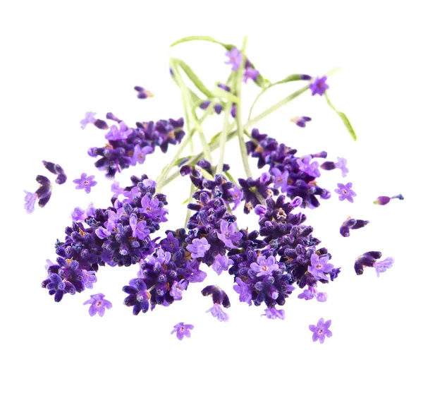 Färska lila lavendel blommor över vita — Stockfoto