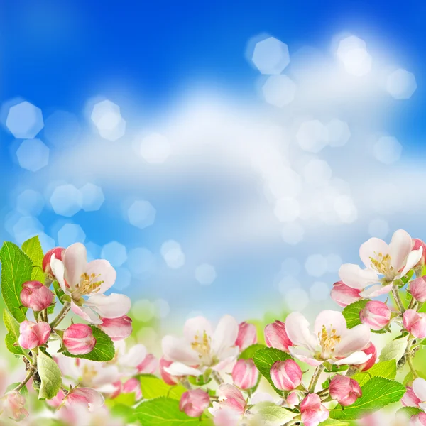 Apple blossoms over blurred blue sky background — Stock Photo, Image