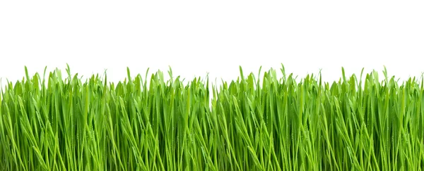 Groen gras met waterdruppels op wit — Stockfoto