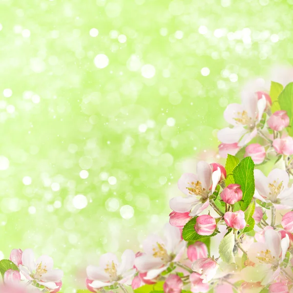 Apple blossoms over blurred green background — Stock Photo, Image