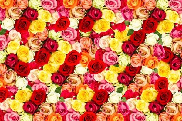 Rosas frescas e variadas. flores coloridas — Fotografia de Stock