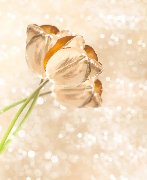 Goldene Tulpenblüten vor verschwommenem Hintergrund — Stockfoto