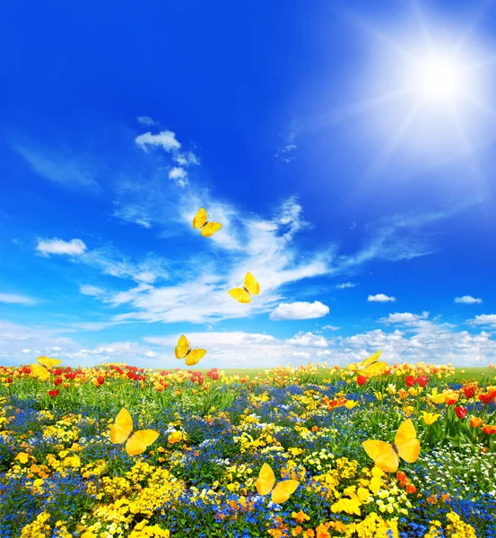 Meadow with assorted flowers and butterflies — Stock Image Meadow with assorted flowers and butterflies Stock Photo