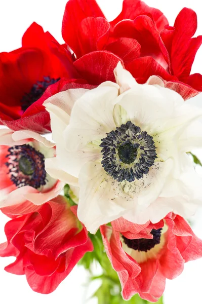 Bouquet of red and white anemone flowers — Stock Photo, Image