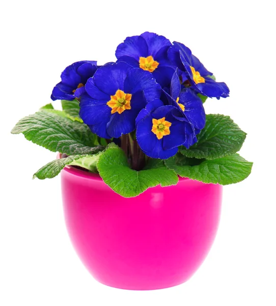 Blue primulas in pink pot isolated on white background — Stock Photo, Image