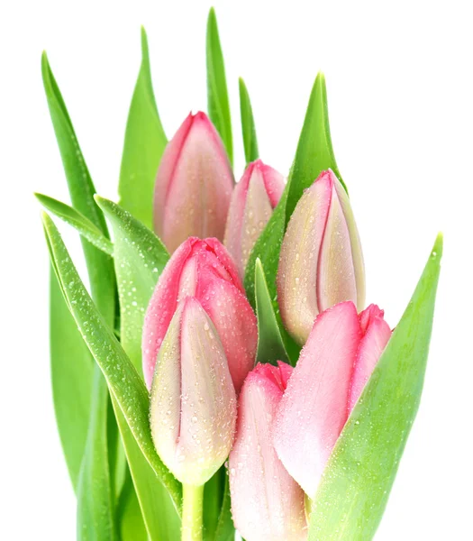 Fiori di tulipano rosa primaverili freschi con gocce d'acqua — Foto Stock