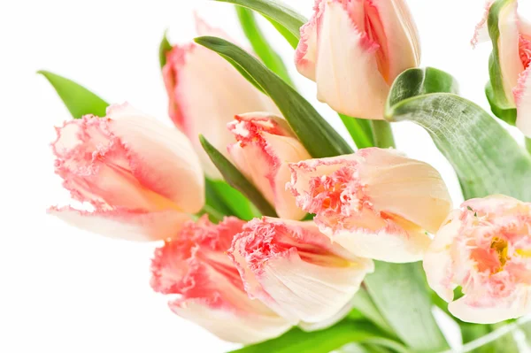Fleurs de tulipe rose doux sur fond blanc — Photo
