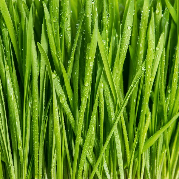 Крупный план свежей зеленой весенней травы с мокрой — стоковое фото