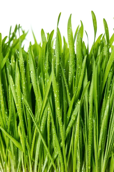 Primo piano di erba fresca di primavera verde con gocce d'acqua — Foto Stock