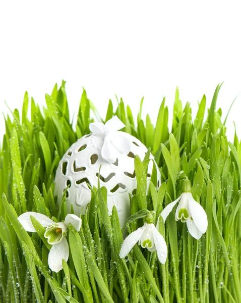 Snowdrops in green grass with wet drops — Stock Photo, Image