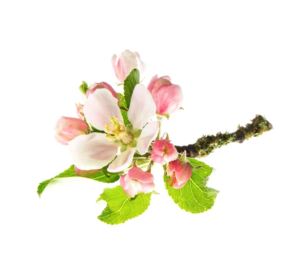 Fiori di melo isolati su sfondo bianco — Foto Stock