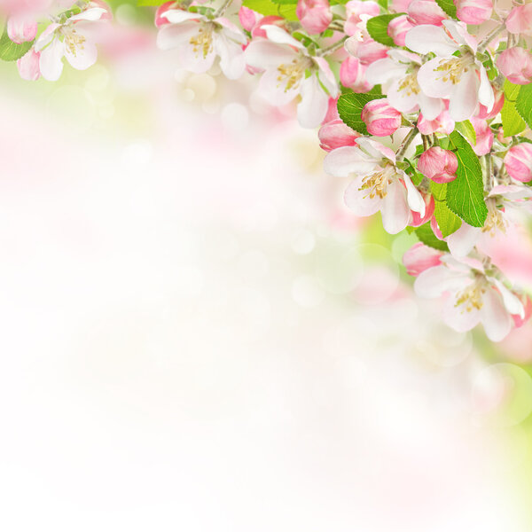 apple blossoms over blurred nature background