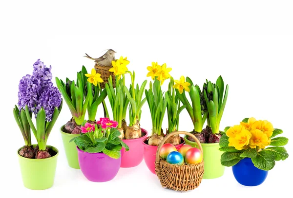 Jacinto, primulas rosadas, narcisos amarillos — Foto de Stock