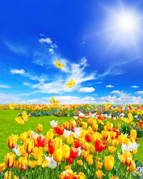 Meadow with assorted flowers and butterflies — Stock Image Meadow with assorted flowers and butterflies Stock Image