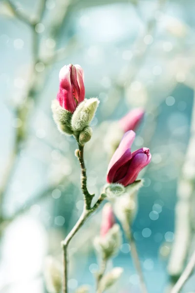 Beautiful magnolia blossoming over blurred background — Stock Photo, Image