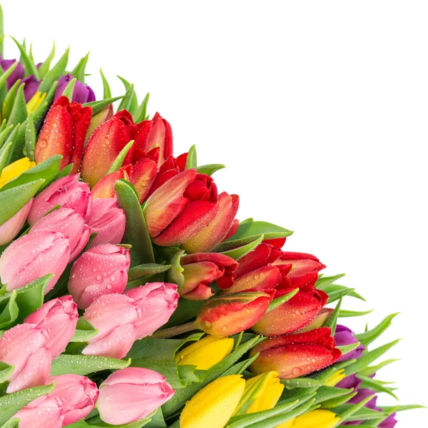 Bouquet of fresh tulips over white background — Stock Photo, Image