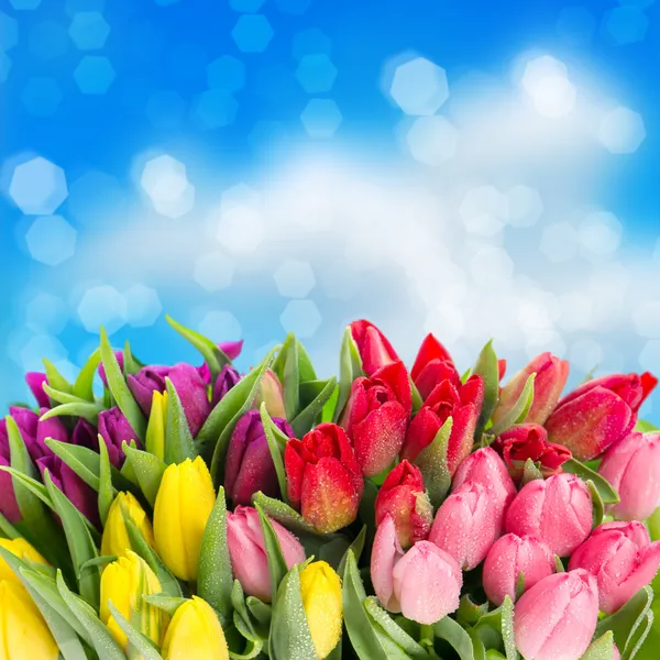 与水滴的新鲜春天的郁金香花朵 — 图库照片