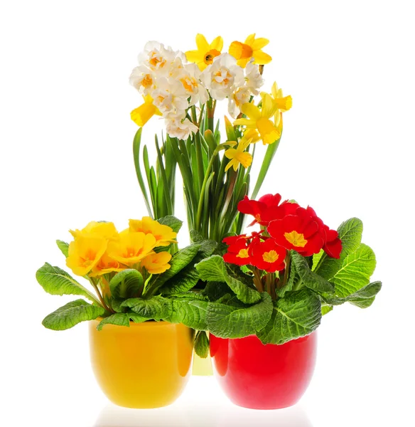 Primulas and narcissus blooms in pots — Stock Photo, Image