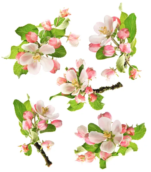 Blossoms of apple tree isolated on white — Stock Photo, Image
