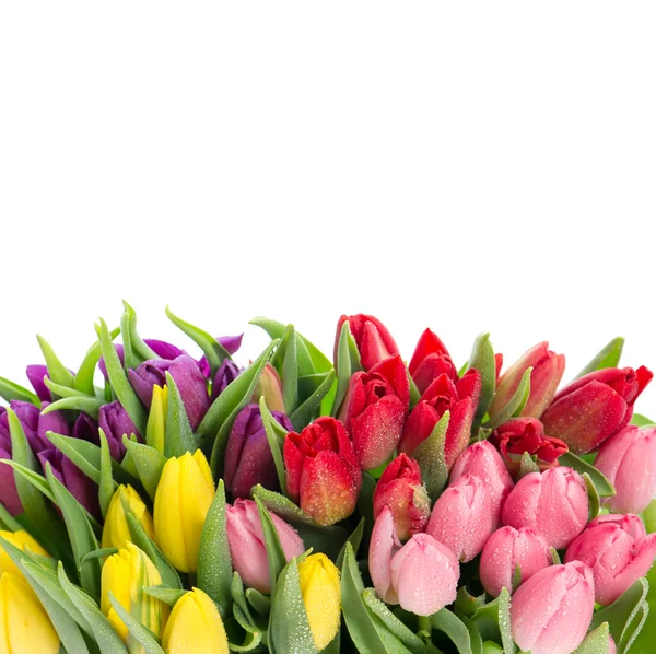 Ramo de tulipanes multicolores sobre fondo blanco — Foto de Stock