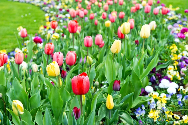 Assorted colorful tulips on flowerbed — Stock Photo, Image