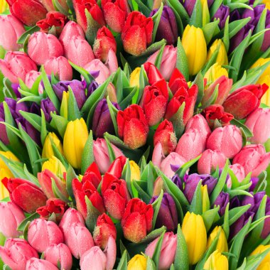 fresh spring tulip flowers with water drops clipart