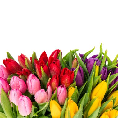 ramo de tulipanes multicolores frescos sobre blanco