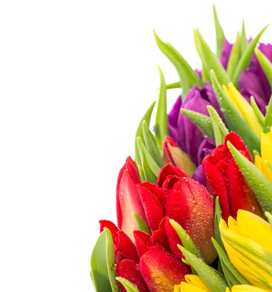Closeup of fresh spring flowers with water drops — Stock Photo, Image