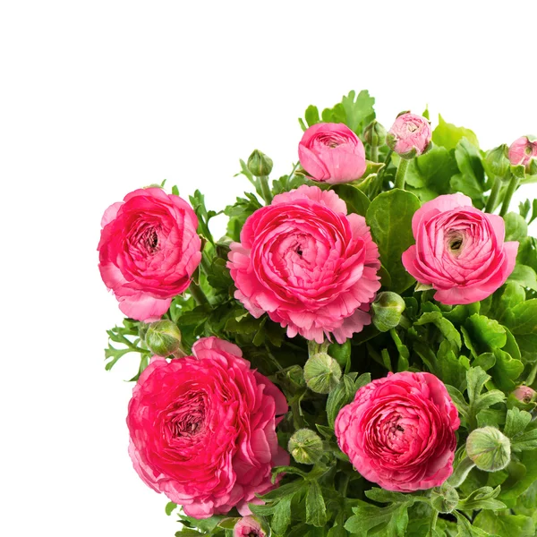 Bukett av vårens rosa ranunculus — Stockfoto