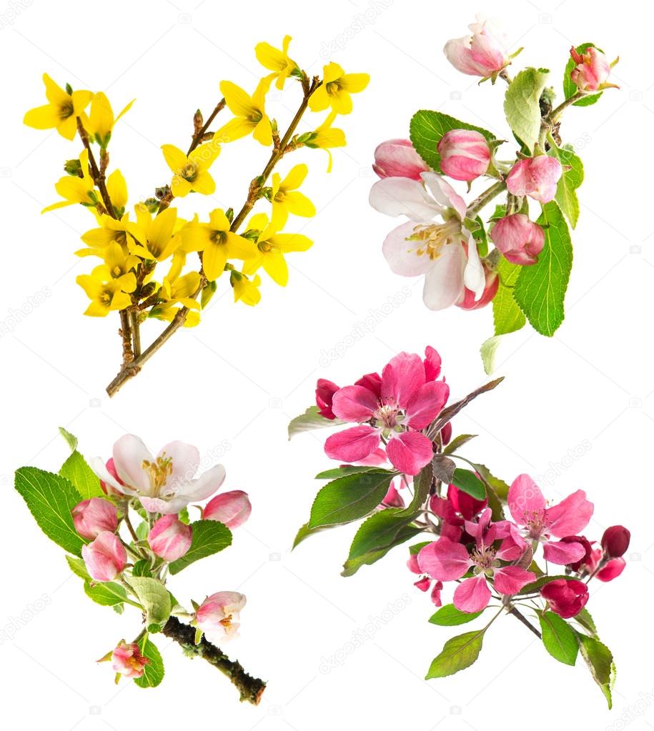 blossoms of apple tree, cherry twig, forsythia