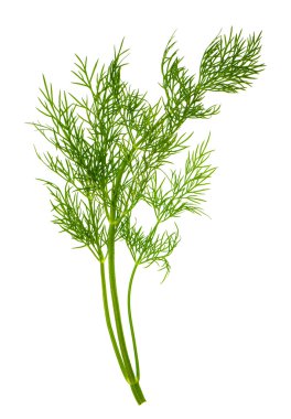 closeup of dill herb leaf isolated on white clipart