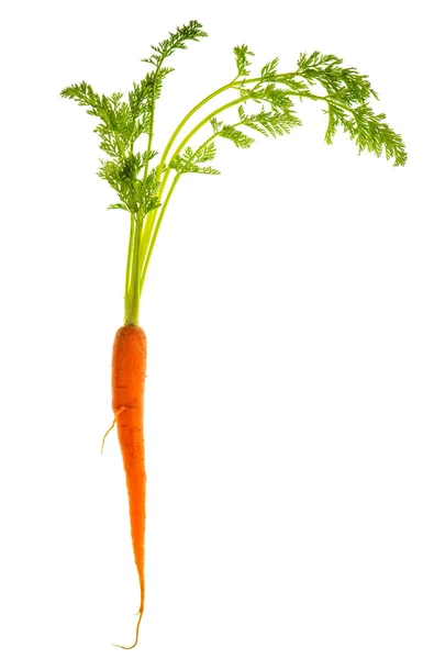 Fresh single carrot isolated on white — Stock Photo, Image