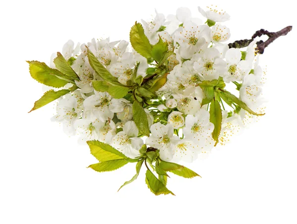 Весенние цветки вишни, изолированные на белом — стоковое фото