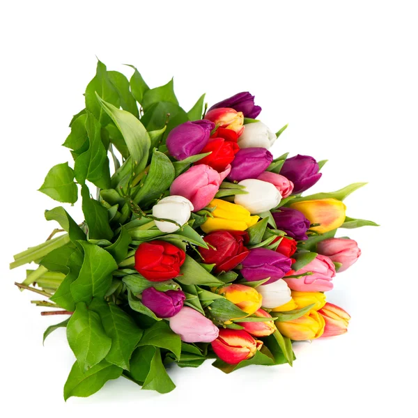 Frische bunte Tulpen über Weiß — Stockfoto