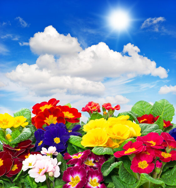 primula flowers on blue sky background