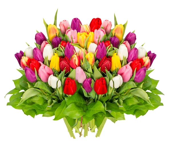 Fresh colorful tulips over white — Stock Photo, Image