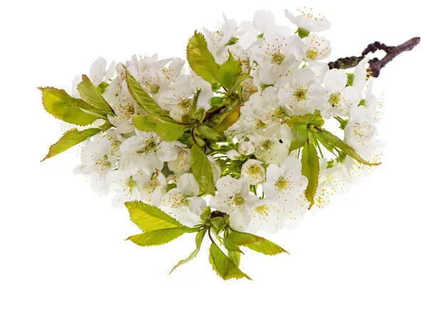 Flores de primavera de árvore de cereja isolada em branco — Fotografia de Stock