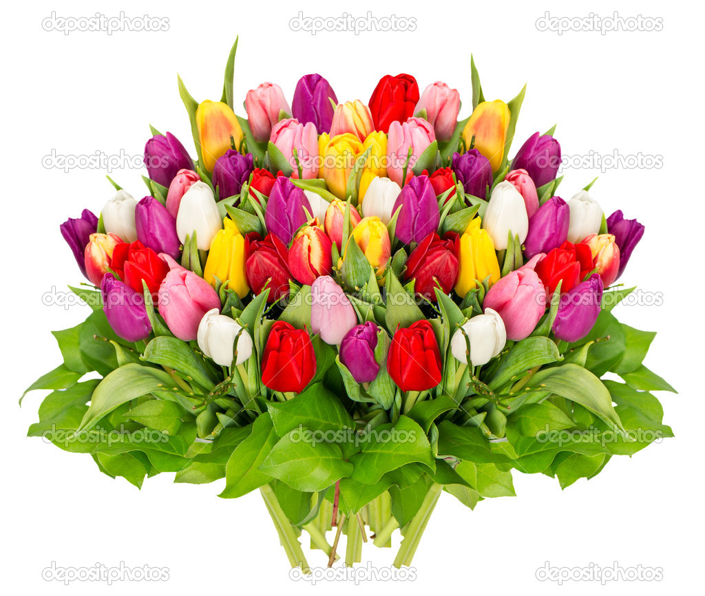 fresh colorful tulips over white