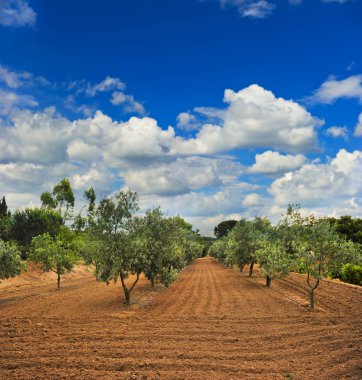 provence zeytin Bahçesi