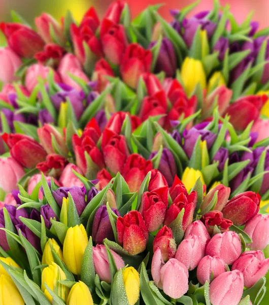 Fleurs fraîches de tulipes de printemps avec gouttes d'eau — Photo