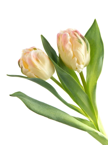 Soft colored tulip flowers on white — Stock Photo, Image